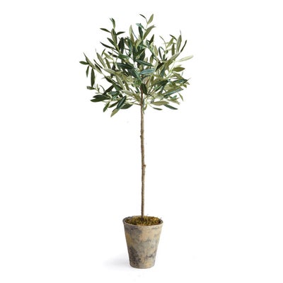 Potted Olive Tree
