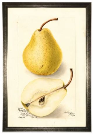 Yellow Pear Art 